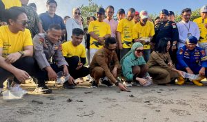 JMSI Balikpapan Lepas Tukik Penyu Lekang